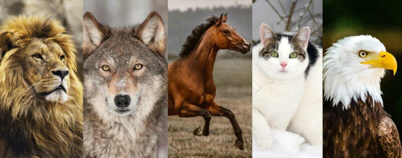 Comment trouver son animal totem