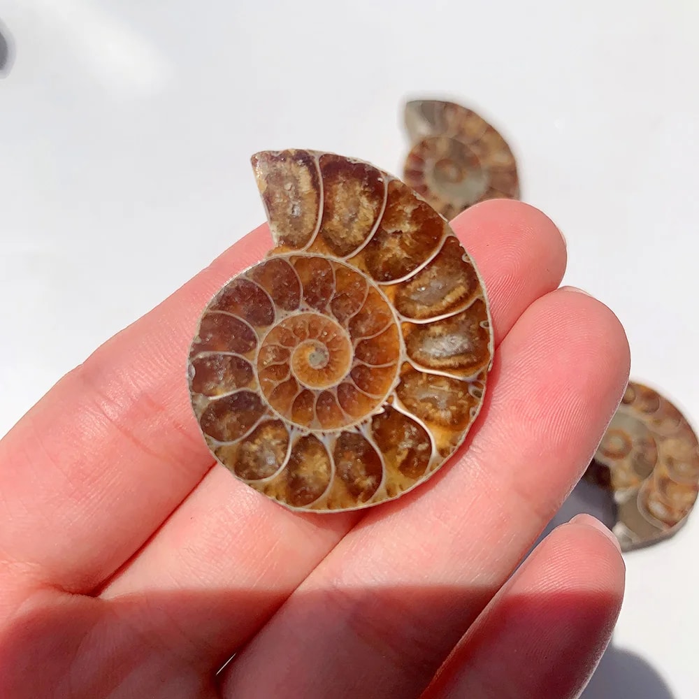 Pierre Naturelle Polie en Forme de Conque dans une main sur fond gris